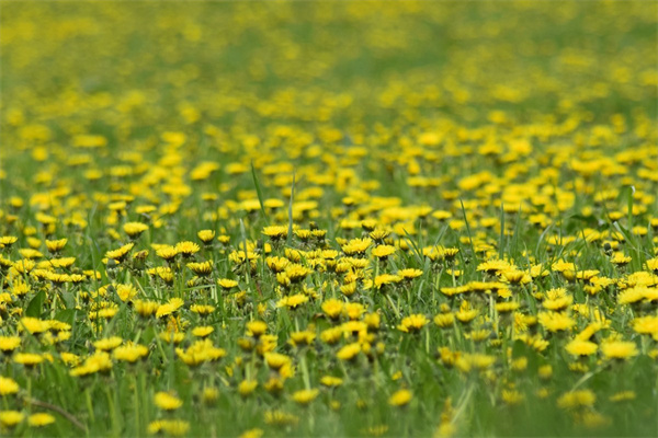 鳳仙花種子的種植方法和時間（新手養(yǎng)鳳仙花的妙招）
