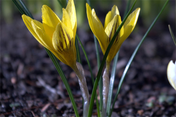 放在室內(nèi)的綠植有哪些(放在室內(nèi)的綠植有哪些圖片)