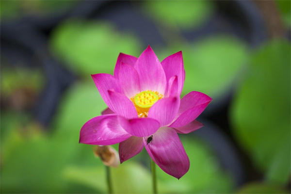 什么樣的綠植凈化空氣最好(什么綠植可以凈化空氣吸收灰塵)