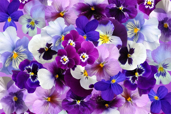 春天里面開(kāi)什么花(春天開(kāi)什么花什么顏色)