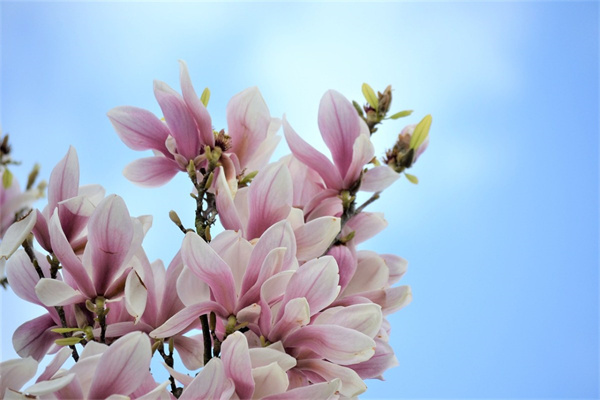 馬醉木水培綠植吊鐘植物(馬醉木與吊鐘哪個(gè)好養(yǎng))