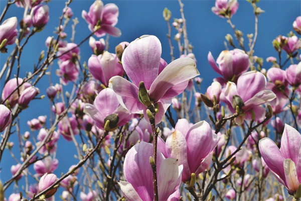 家庭盆栽植物什么好(家庭盆栽植物什么好養(yǎng))
