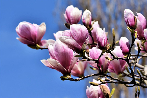 常德綠植批發(fā)市場在哪(常德綠植批發(fā)市場在哪兒)