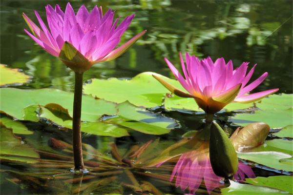 常德鮮花批發(fā)市場(常德鮮花批發(fā)市場電話)