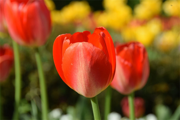 客廳盆栽大綠植(客廳大盆栽植物)