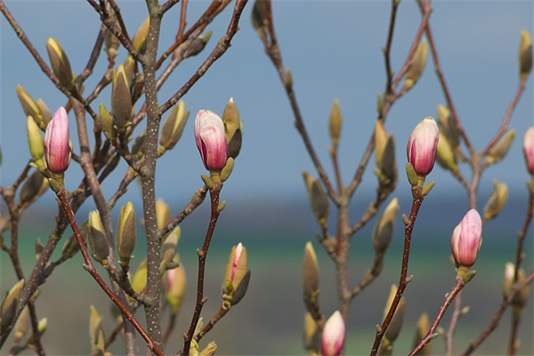 不開(kāi)花的大葉子綠植有哪些(不開(kāi)花的觀賞葉植物)