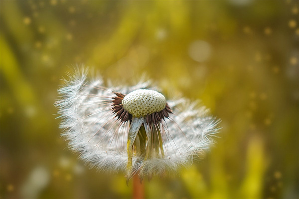 情人節(jié)送男朋友什么鮮花(情人節(jié)送男朋友什么鮮花合適)