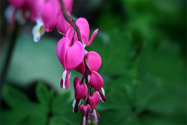 綠蘿是否可以放在臥室養(yǎng)(了解臥室養(yǎng)綠蘿的禁忌)