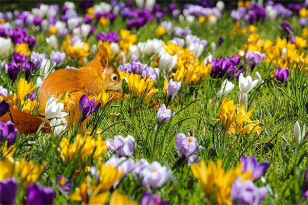 春天的綠植有哪些(春天的盆栽花有哪些)