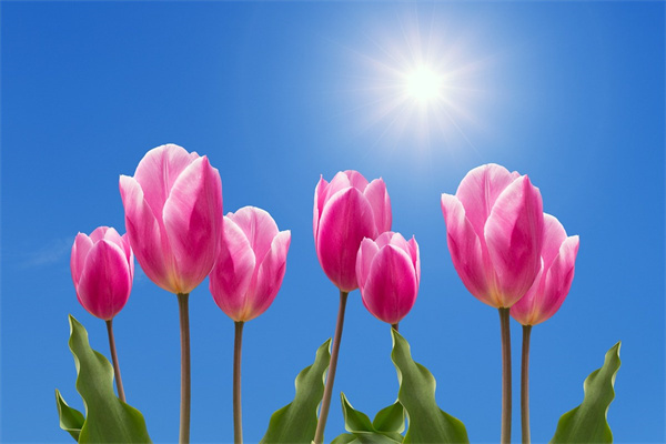 母親節(jié)適合送母親什么花(母親節(jié)送母親什么花比較好)