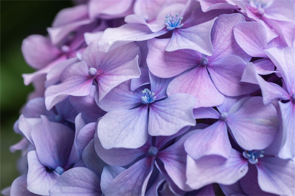 情人節(jié)賣玫瑰花攻略(情人節(jié)賣玫瑰的節(jié)日策劃)