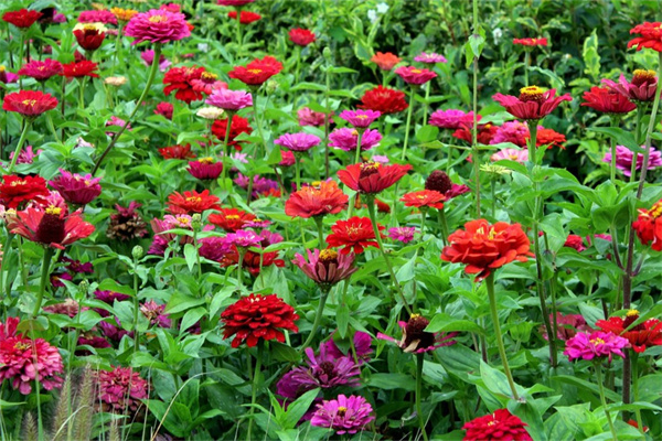 送兒子的花(送兒子的花送什么花)