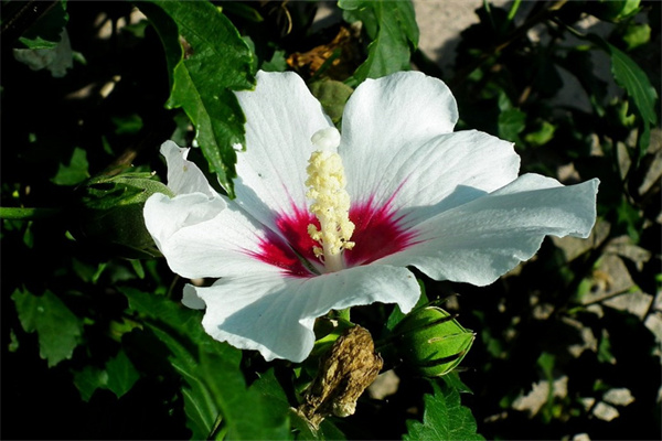 女生成人禮應該送什么花(女生成人禮應該送什么禮物合適)