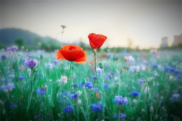 中國(guó)鮮花交易網(wǎng)(中國(guó)鮮花商城)