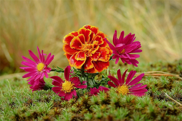 大連室內綠植花卉(適合大連地區(qū)的花卉)