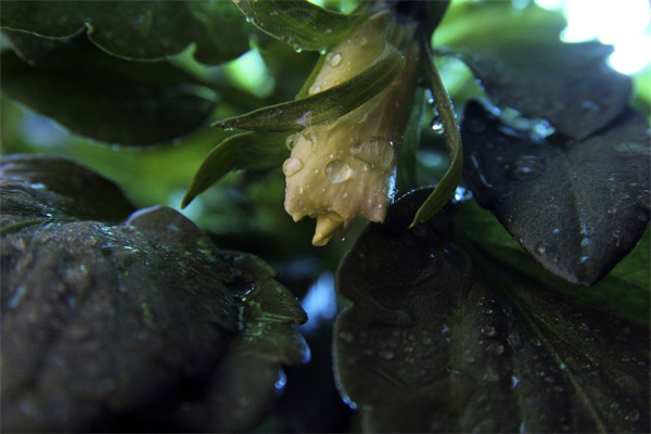 紅玫瑰送花(送紅玫瑰花的含義)