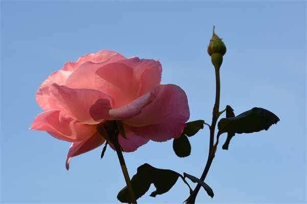 鮮花配送西安(鮮花配送西安有幾家)