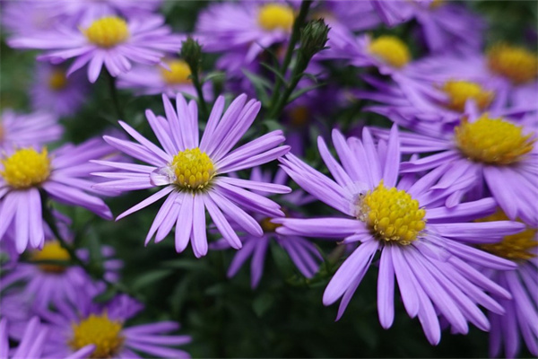 長輩生日送什么花男(送長輩生日的鮮花男士)