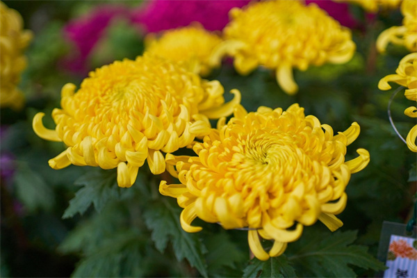 離職送花送什么花(離職送花的賀卡寫什么)