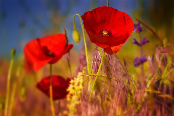 找女朋友送什么花(找女朋友送什么花合適)