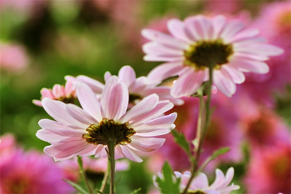 表達感謝好送什么花(表達感謝之情送什么花比較好)