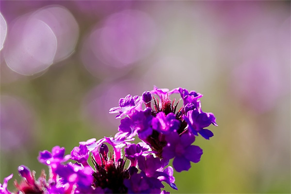 美團異地送花怎么送?(美團異地送花怎么送到家)