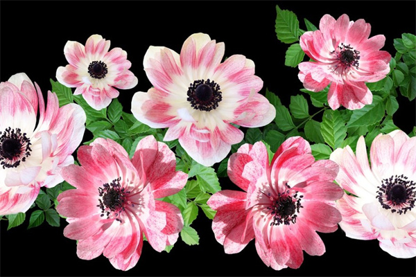 送領(lǐng)導(dǎo)適合送什么花(適合送領(lǐng)導(dǎo)的花的種類)