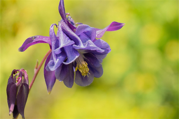 關(guān)于多肉口紅的養(yǎng)殖方法和注意事項(xiàng)的信息