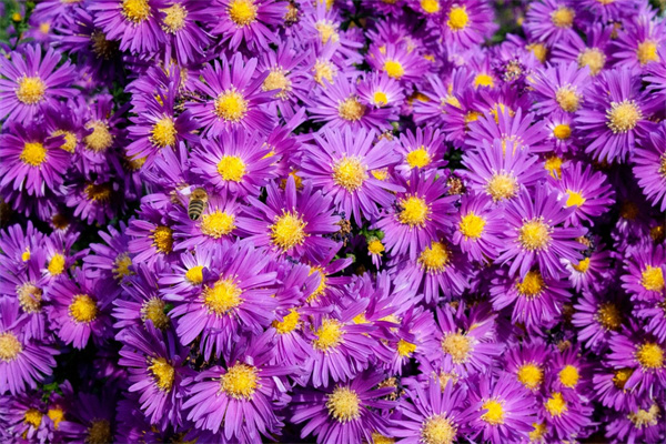 多肉盆買多大的最實(shí)用(冠幅15的多肉用多大的盆種)