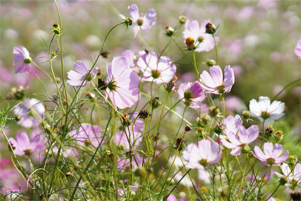 養(yǎng)多肉的心得體會(huì)50字(養(yǎng)多肉植物的心得體會(huì)300字)