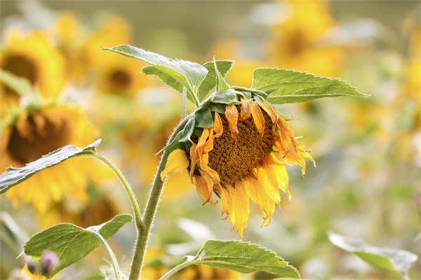 多肉的控養(yǎng)是怎么回事(多肉控養(yǎng)是不是就不長大了)