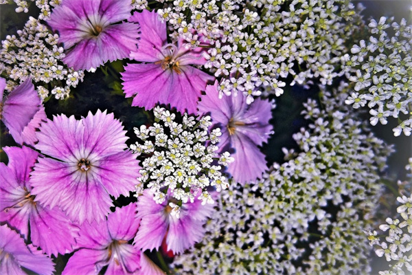 多肉元寶好養(yǎng)嗎(多肉元寶有幾個品種)