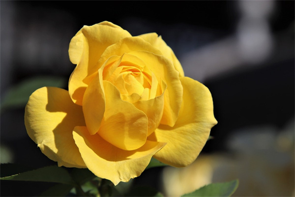 帶錦的多肉好養(yǎng)嗎(帶錦的多肉植物有哪些)