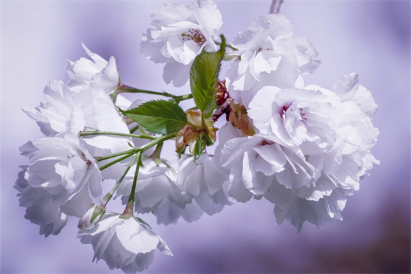 多肉ppt(多肉ppt課件幼兒園)