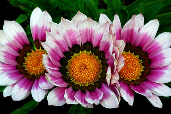 栽多肉的土怎么配制(栽多肉的土怎么配制視頻)