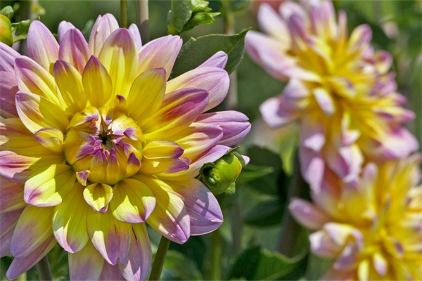 多肉識別app(多肉識別拍照APP)