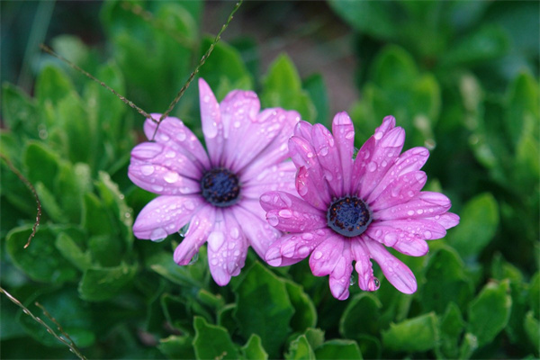 多肉長桿子不長肉(多肉長桿不長葉怎么回事)