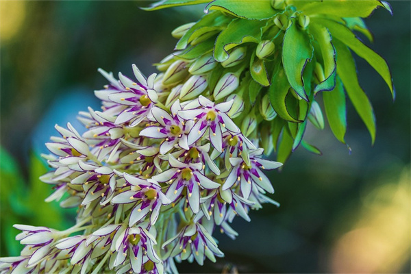 多肉適合暴曬嗎(多肉能曬太陽還是不能曬太陽)