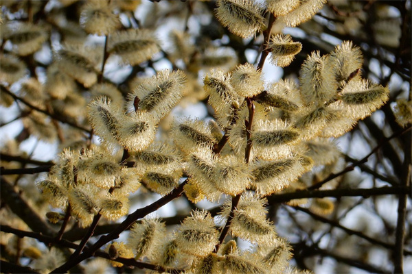 春天有那些花開(kāi)(請(qǐng)問(wèn)春天有哪些花開(kāi))