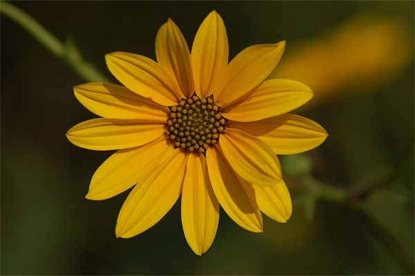 春天哪些花會(huì)開(kāi)放(春天哪些花會(huì)開(kāi)放?)