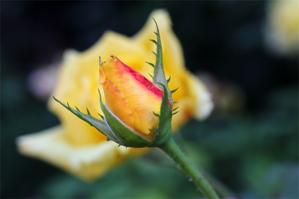 適合室內(nèi)的開(kāi)花植物(適合室內(nèi)種的開(kāi)花植物)