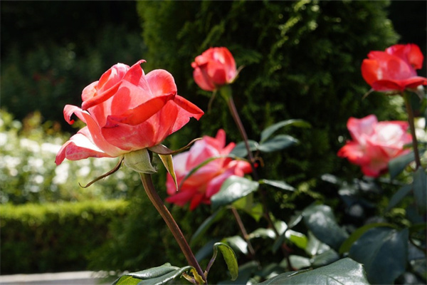 客廳綠植墻(客廳植物墻)