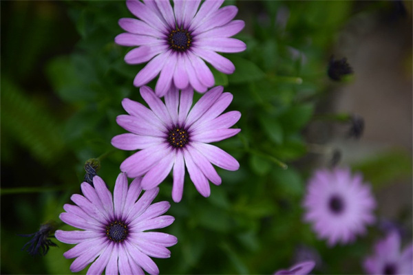 秋天的花卉有哪些(秋天的花卉有哪些圖片)