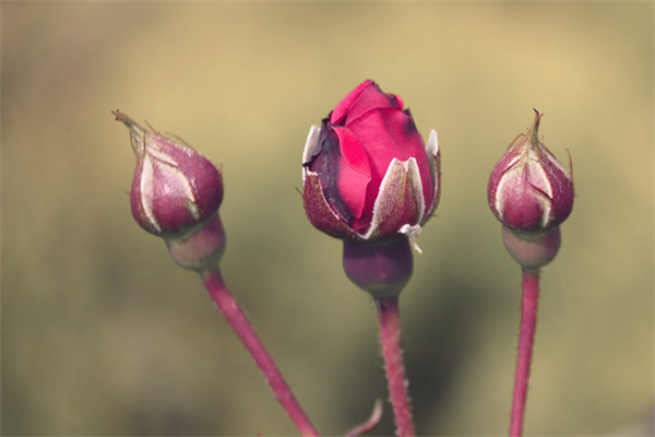 幼兒園創(chuàng)意花束(幼兒園創(chuàng)意花束文案)