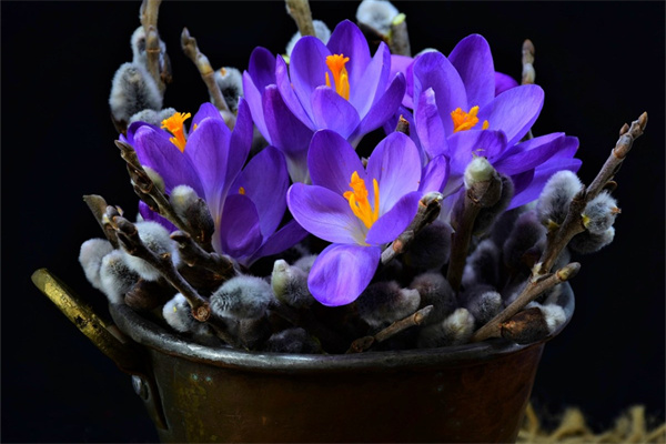 櫻桃樹苗怎么種植方法(教你養(yǎng)殖櫻桃的技巧)