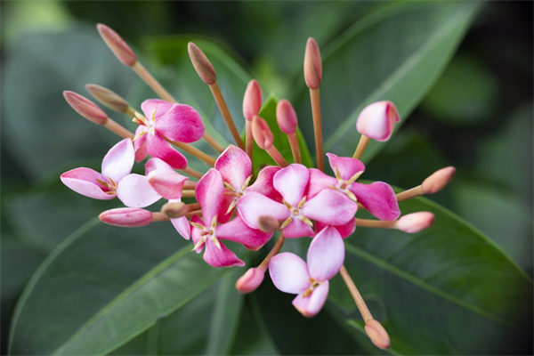 適合在室內(nèi)的盆栽植物(適合室內(nèi)的盆栽植物有哪些)