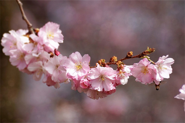 什么花用盆栽好看(什么花用盆栽好看圖片)
