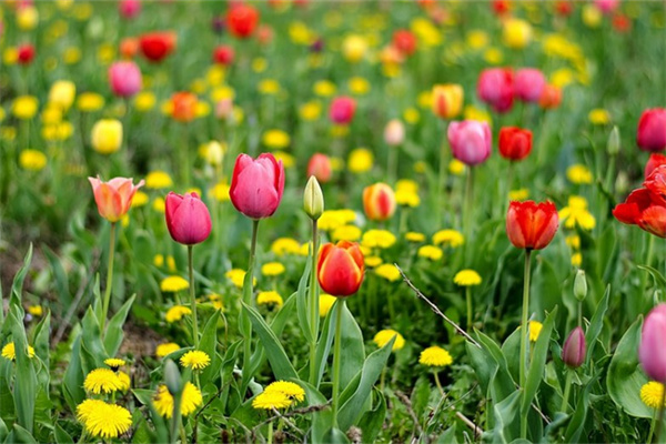 玫瑰花精靈王(玫瑰花精靈王怎么畫)