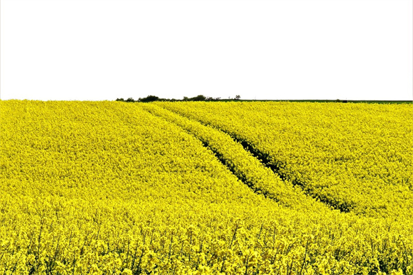 漂亮的花的照片(漂亮的花圖片大全卡通圖片)