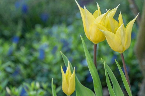 世界上最美的鮮花(世界上最美的鮮花小鎮(zhèn))
